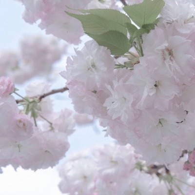 嘉定FurryQQ群介绍